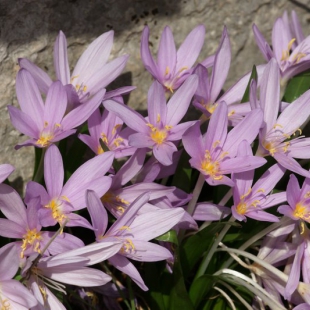 Colchicum baytopiorum